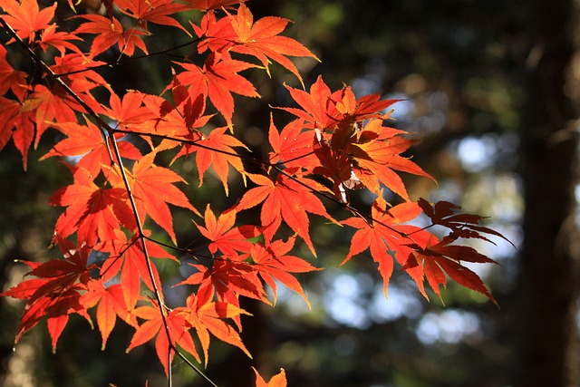 秋季 秋天的树叶 院长枫 - 上的免费照片