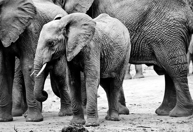 大象 非洲 野生动物 - 上的免费照片
