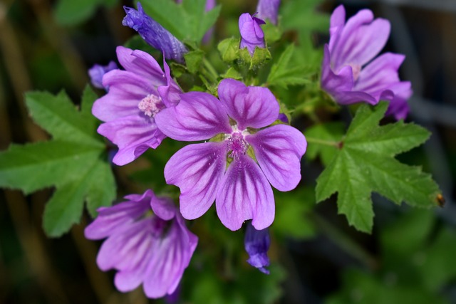 锦葵 花 紫色的 - 上的免费照片