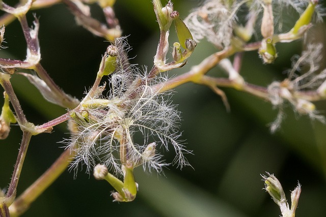 帕普斯 花 宏 - 上的免费照片