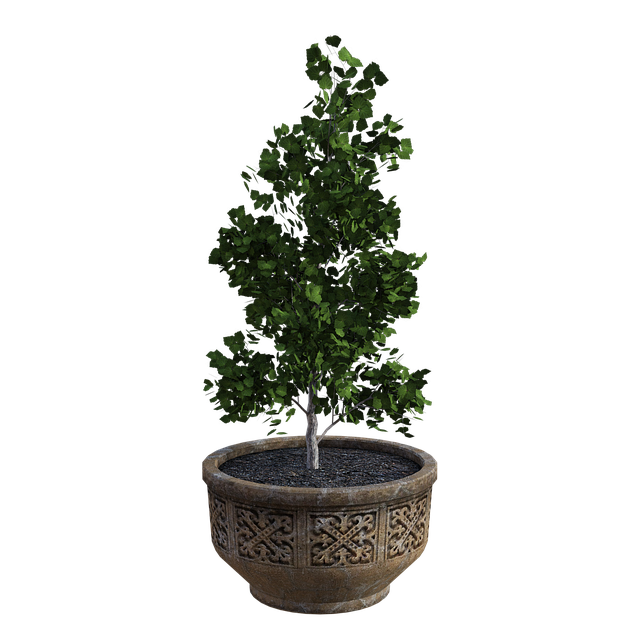 盆栽树 播种机 污垢 - 上的免费图片