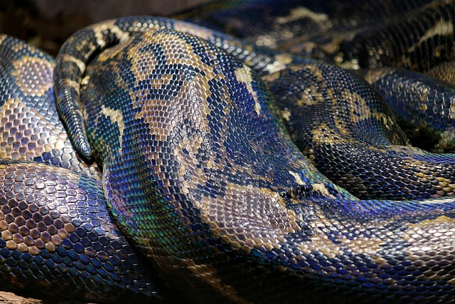 蛇皮 Python 网蟒 - 上的免费照片