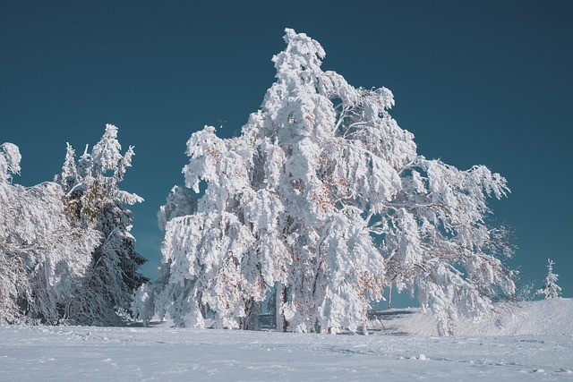冬季景观 树 山毛榉 - 上的免费照片