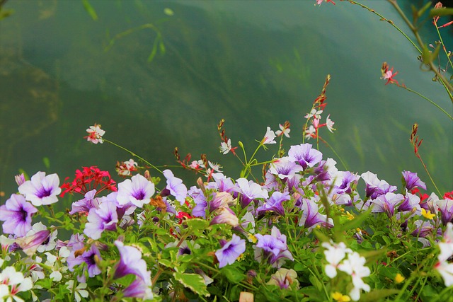 花朵 颜色 景观 - 上的免费照片