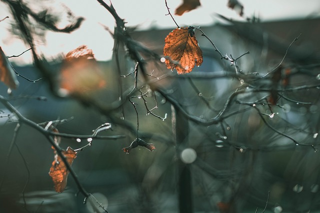 树叶 树 雨滴 - 上的免费照片