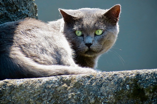 猫 眼睛 猫科动物 - 上的免费照片