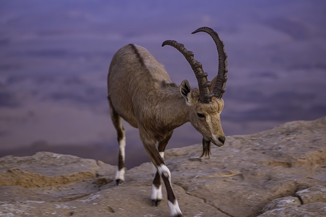 动物 米茨佩拉蒙 山羊 - 上的免费照片