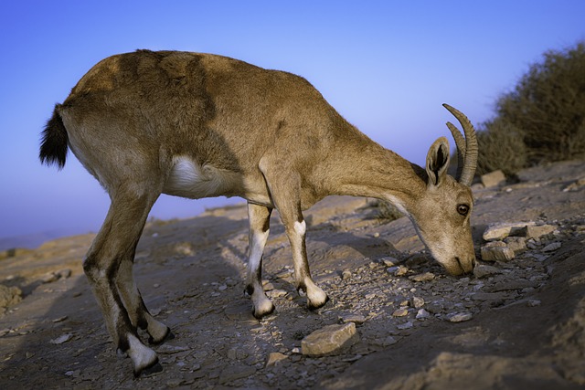 动物 米茨佩拉蒙 山羊 - 上的免费照片