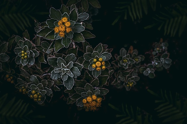 植物 野花 绿色 - 上的免费照片