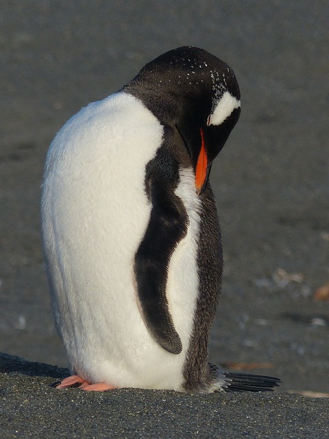 南极洲 福克兰 南乔治亚州 - 上的免费照片