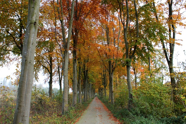 Beukenlaan 林 景观 - 上的免费照片