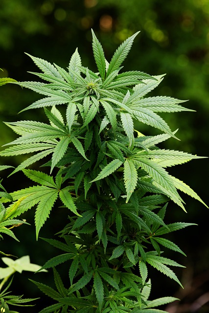 大麻 绿色 杂草 - 上的免费照片