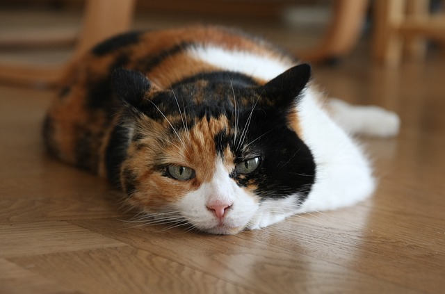 猫 家猫 猫眼 - 上的免费照片