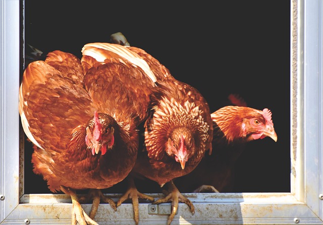 鸡 母鸡 家禽 - 上的免费照片
