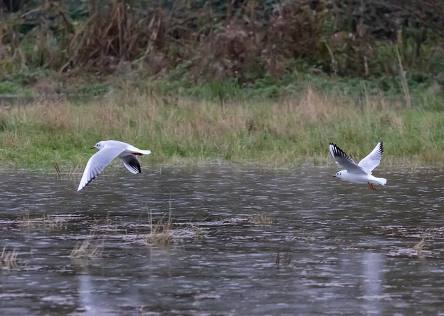 海鸥在雨中飞行 海鸥 水 - 上的免费照片