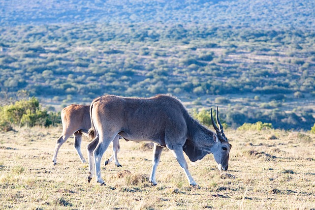 South Africa Antelope Prairie - 上的免费照片