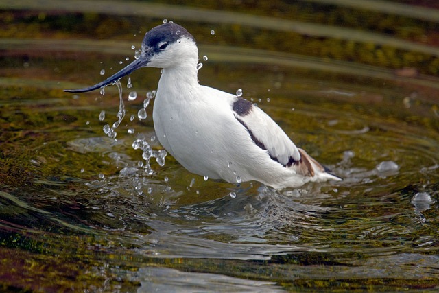 Avocets 游泳鸟 反曲病毒 - 上的免费照片