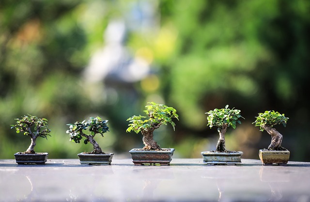 盆栽 树木 植物 - 上的免费照片