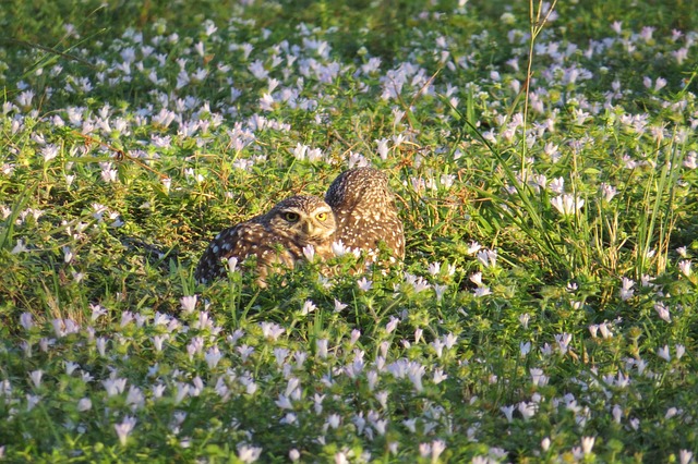 猫头鹰 穴居猫头鹰 鸟 - 上的免费照片