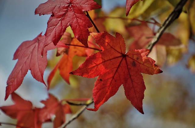 秋天 秋叶 克隆 - 上的免费照片
