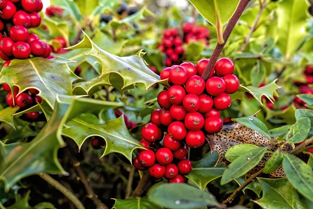 冬青 Aquifolium 普通的Holly - 上的免费照片
