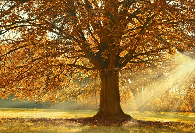 树 落叶乔木 阳光 - 上的免费照片