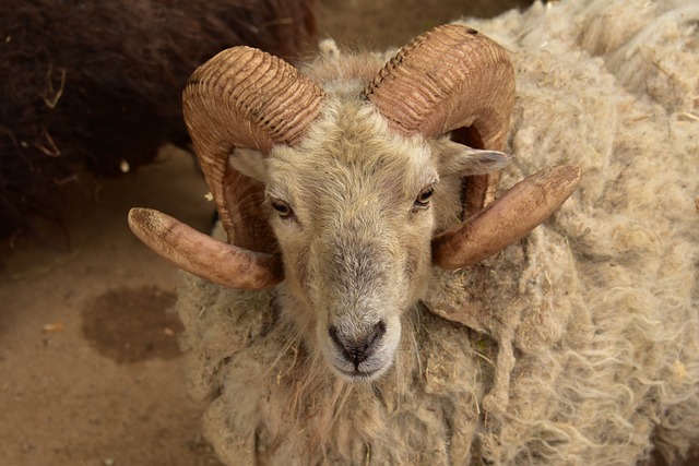 这个动物 哺乳动物 可爱的 - 上的免费照片