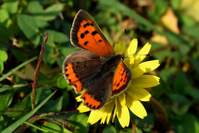 蝴蝶 Lycaena 花 - 上的免费照片