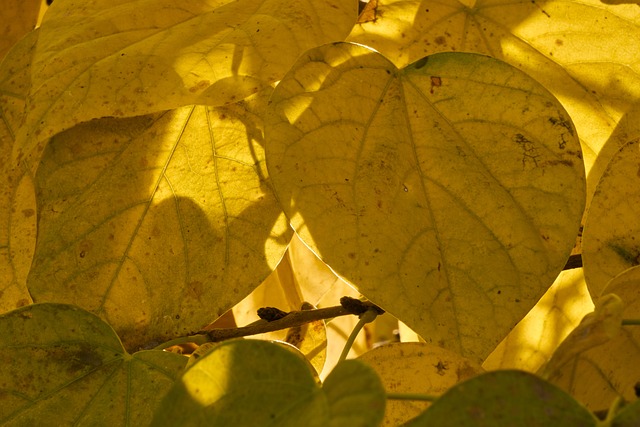 叶子 心 心的形状 - 上的免费照片