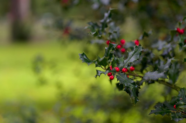 冬青 Holly 圣诞Holly - 上的免费照片