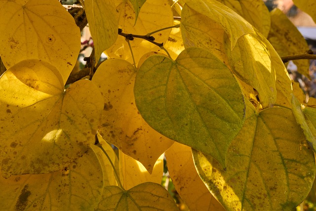 叶子 心 心的形状 - 上的免费照片