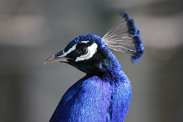 孔雀 鸟 动物 - 上的免费照片