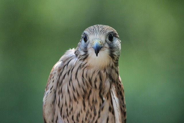 Sperber 猛禽 头 - 上的免费照片