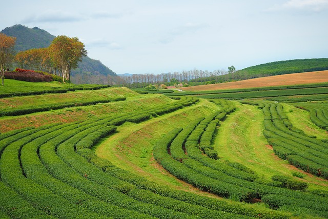 茶离开公司 链麦 泰国 - 上的免费照片