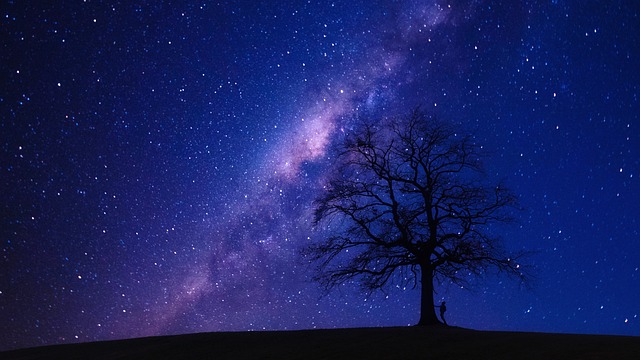 树 夜晚 星星 - 上的免费照片