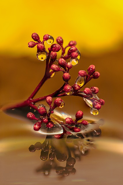 水滴 滴 水 - 上的免费照片