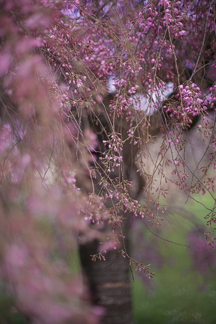 花朵 树 玫瑰 - 上的免费照片