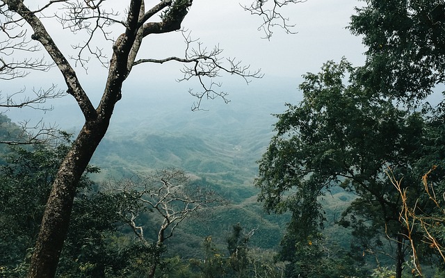 山 树木 绿色 - 上的免费照片