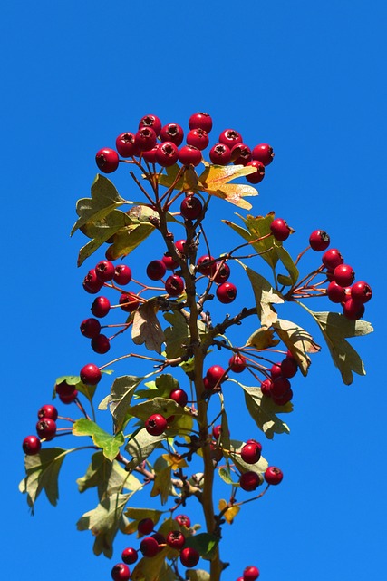 植物 枝杈 树 - 上的免费照片