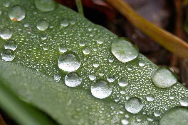凝结 湿气 早晨 - 上的免费照片