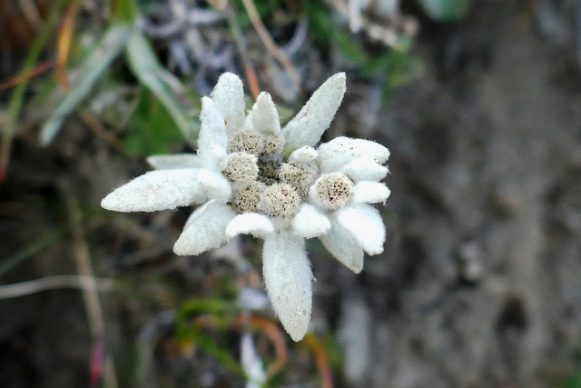 雪绒花 山花 高山花 - 上的免费照片