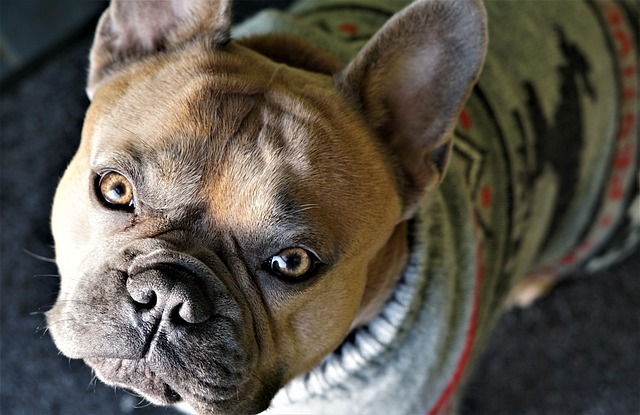 法国斗牛犬 狗 眼睛 - 上的免费照片