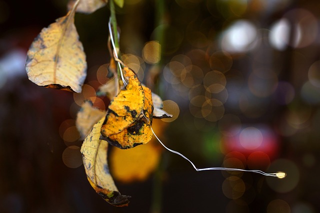 树叶 科 秋叶 - 上的免费照片