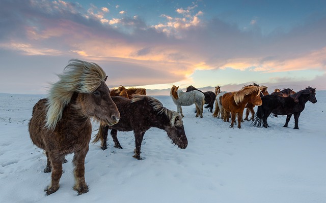 动物 冰岛马 哺乳动物 - 上的免费照片
