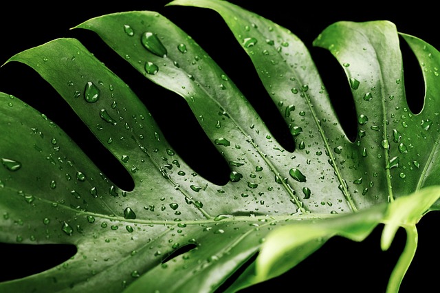 植物 湿的 龟背竹 - 上的免费照片