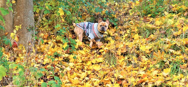 落下 背景 狗 - 上的免费照片