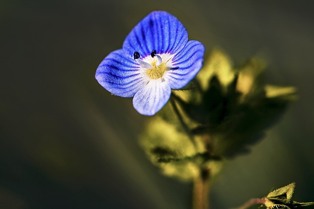 花 婴儿蓝色的眼睛 Nemophila - 上的免费照片