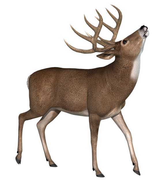 降压 鹿 麈 - 上的免费图片