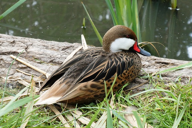 鸭 水禽 沟边 - 上的免费照片