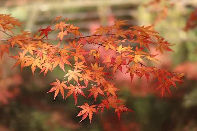 枫 树叶 秋天 - 上的免费照片